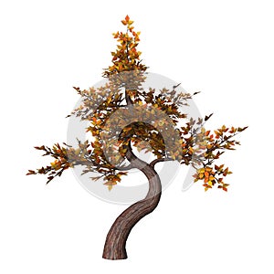 Bonsai Tree on White