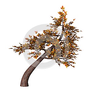 Bonsai Tree on White