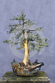 Bonsai tree Yew (Taxus baccata)