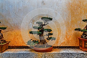 Bonsai tree in Zhu`s family garden