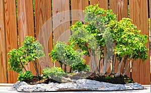 Bonsai trees photo