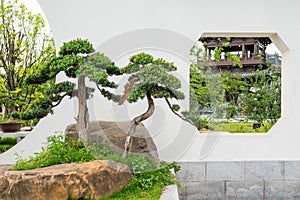 Bonsai trees against white wall in a park