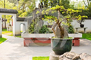 Bonsai trees in a Chengdu park