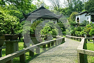 Bonsai trees at chinese traditional garden