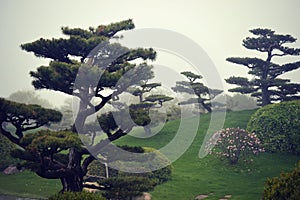 Bonsai Trees Fog photo