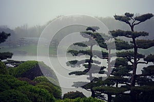 Bonsai Trees Foggy Landscape