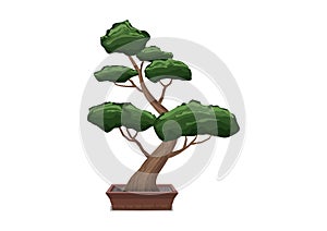 bonsai trees grown in containers