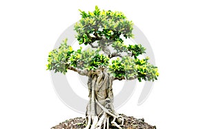 Bonsai trees isolated on white background