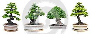 Bonsai trees isolated on white background. Its shrub is grown in a pot or ornamental tree in the garden
