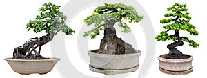 Bonsai trees isolated on white background. Its shrub is grown in a pot or ornamental tree in the garden
