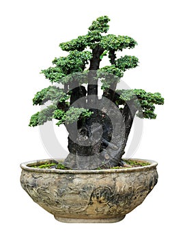 Bonsai trees in old pots isolated on white