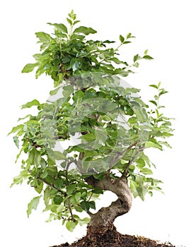 Bonsai on white