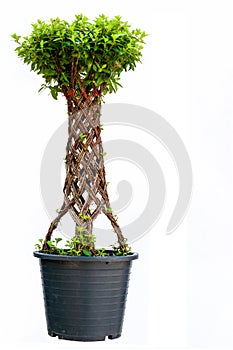 Bonsai willow tree