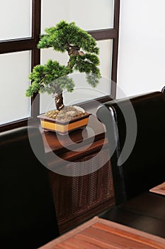 Bonsai on a window sill