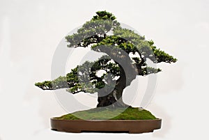 Bonsai of Yaccatree photo