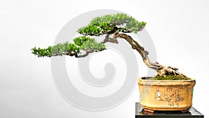 Bonsai yew podocarpus  potted landscape miniascape  dishgarden photo