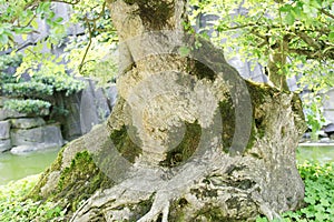 Bonsai â€” Fraxinus hupehensis