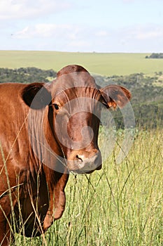 Bonsmara Cow photo