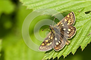 Bont dikkopje, Chequered Skipper, Carterocephalus palaemon