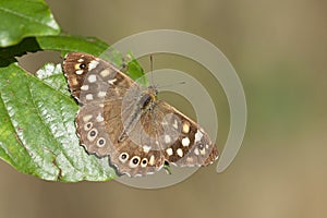 Bont zandoogje, Speckled Wood, Pararge aegeria