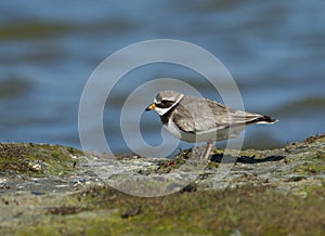 Bontbekplevier, Common Ringed Plover, Charadrius hiaticula