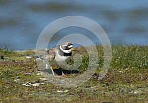 Bontbekplevier, Common Ringed Plover, Charadrius hiaticula