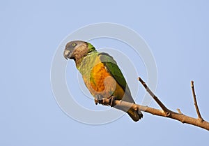 Bonte Boertje, Senegal Parrot, Poicephalus senegalus photo