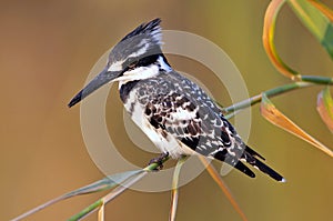 Bonte IJsvogel, Pied Kingfisher, Ceryle rudis