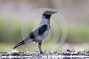 Bonte Kraai, Hooded Crow, Corvus cornix