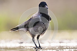 Bonte Kraai, Hooded Crow, Corvus cornix