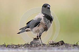 Bonte Kraai, Hooded Crow, Corvus cornix