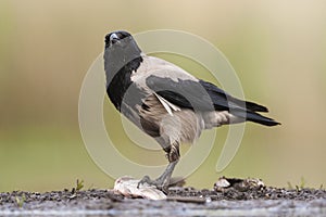 Bonte Kraai, Hooded Crow, Corvus cornix