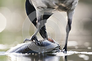 Bonte Kraai, Hooded Crow, Corvus cornix