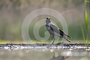 Bonte Kraai, Hooded Crow, Corvus cornix