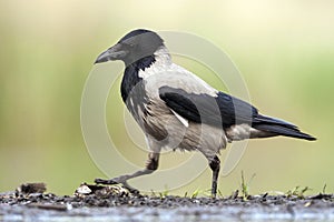 Bonte Kraai, Hooded Crow, Corvus cornix