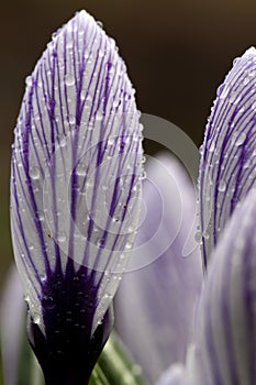 Bonte krokus, Spring Crocus, Crocus vernus