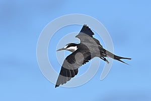 Bonte Stern, Sooty Tern, Onychoprion fuscatus photo