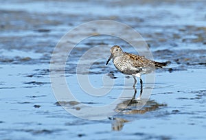 Bonte Strandloper, Dunlin, Calidris alpina