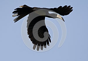 Bonte Tok, African Pied Hornbill, Tockus fasciatus