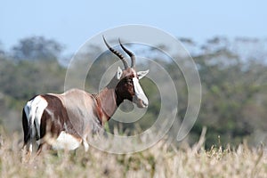 Bontebok