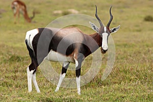 Bontebok Antelope photo