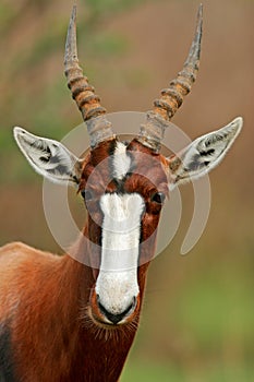 Bontebok antelope photo