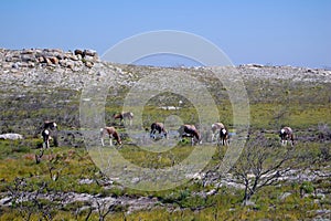 Bontebok antelope photo