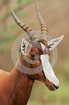 Bontebok antelope