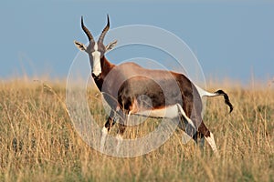 Bontebok antelope
