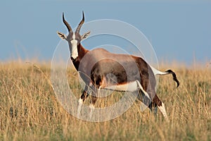Bontebok antelope photo