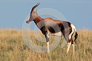 Bontebok antelope