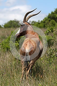 Bontebok Antelope