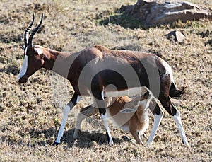 Bontebok Antelope Baby photo