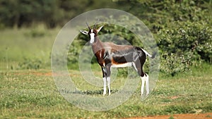 Bontebok antelope in natural habitat